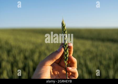 Der Landwirt hält ein grünes Ähr von Weizen auf dem landwirtschaftlichen Feld. Unreifes Getreide. Das Konzept der Landwirtschaft, Bio-Lebensmittel. Weizen wächst im Boden. Schließen Stockfoto