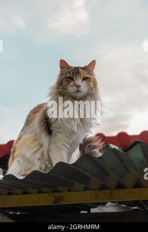 Entzückende Katze mit viel Fell und drei Farben, sitzt auf einem Dach ruht, Hauskatze Haustier Stockfoto