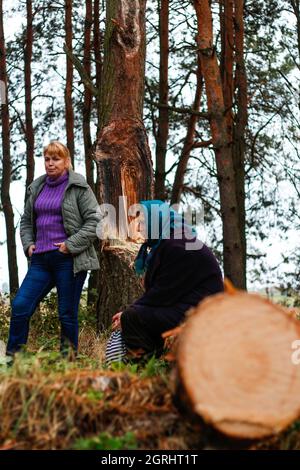 Unschärfe-Seitenansicht von zwei Frauen, die im Pinienwald spazieren und auf einem Baumstamm sitzen. Freizeit- und Menschenkonzept, Mutter und Tochter wandern im Herbstwald Stockfoto