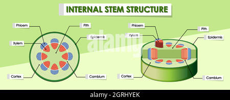 Diagramm mit interner Stammstruktur Stock Vektor
