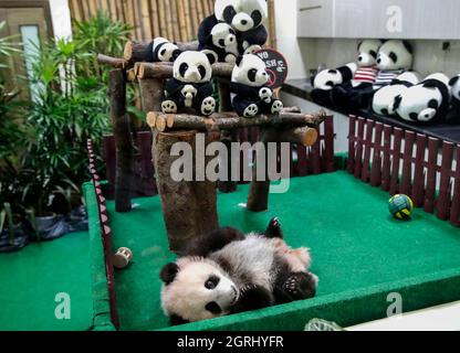 Kuala Lumpur, Malaysia. Oktober 2021. Ein vier Monate altes riesiges Panda-Junge, geboren von den Eltern Liang Liang und Xing Xing Xing, wird bei der Enthüllung des Jungen zum ersten Mal in der Panda-Anlage im National Zoo in Kuala Lumpur der Öffentlichkeit gezeigt. Kredit: SOPA Images Limited/Alamy Live Nachrichten Stockfoto