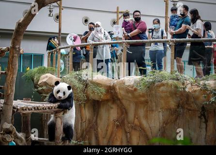 Kuala Lumpur, Malaysia. Oktober 2021. Besucher sahen den Panda Yi Yi im Panda-Gehege im National Zoo in Kuala Lumpur. Kredit: SOPA Images Limited/Alamy Live Nachrichten Stockfoto