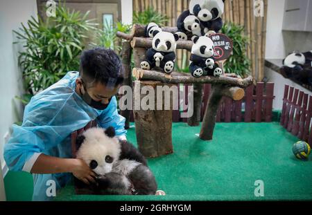 Kuala Lumpur, Malaysia. Oktober 2021. Ein Zoomitarbeiter, der mit einem vier Monate alten riesigen Panda-Jungen im National Zoo in Kuala Lumpur geboren wurde, geboren von den Eltern Liang Liang Liang und Xing Xing. Kredit: SOPA Images Limited/Alamy Live Nachrichten Stockfoto