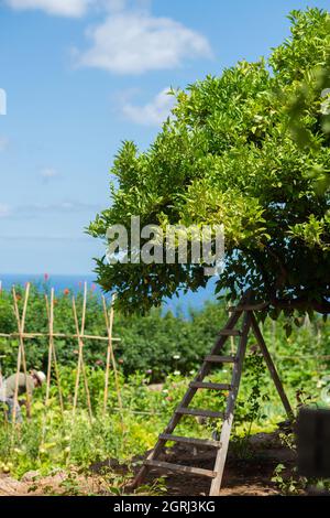 Orangenbaum in einem Garten auf Mallorca mit dem Mittelmeer im Hintergrund Stockfoto