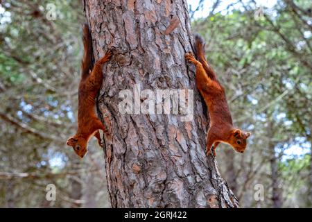 Zwei rote Eichhörnchen auf einem Baum in Südfrankreich. Stockfoto