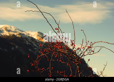 Spontane Hagebuttenpflanze der Majella-Berge, Abruzzen, Italien Stockfoto