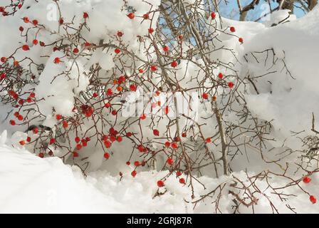 Spontane Hagebuttenpflanze der Majella-Berge, Abruzzen, Italien Stockfoto