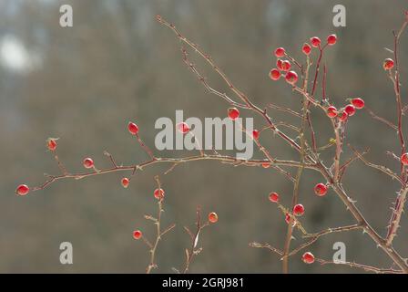 Spontane Hagebuttenpflanze der Majella-Berge, Abruzzen, Italien Stockfoto