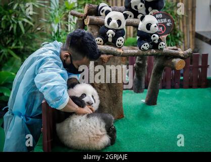 Ein Zoomitarbeiter, der mit einem vier Monate alten riesigen Panda-Jungen im National Zoo in Kuala Lumpur geboren wurde, geboren von den Eltern Liang Liang Liang und Xing Xing. (Foto von Wong Fok Loy / SOPA Images/Sipa USA) Stockfoto