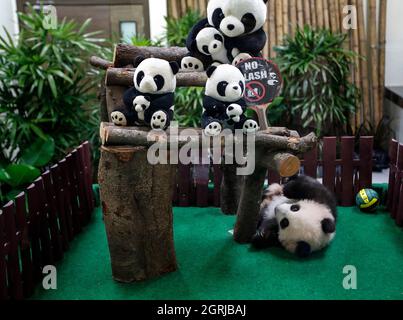 Ein vier Monate altes riesiges Panda-Junge, geboren von den Eltern Liang Liang und Xing Xing Xing, wird bei der Enthüllung des Jungen zum ersten Mal in der Panda-Anlage im National Zoo in Kuala Lumpur der Öffentlichkeit gezeigt. (Foto von Wong Fok Loy / SOPA Images/Sipa USA) Stockfoto