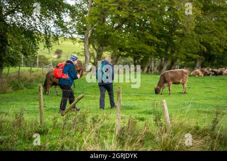 Whitewell, Clitheroe, Lancashire, Großbritannien. Oktober 2021. Wanderer, die am ersten Oktobertag vor einem vorhergesagten, unruhigen Wochenende durch ein Feld brauner Schweizer Kühe wandern, genießen schönes Wetter, Whitewell, Clitheroe, Lancashire, Großbritannien. Quelle: John Eveson/Alamy Live News Stockfoto