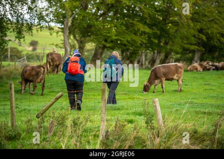 Whitewell, Clitheroe, Lancashire, Großbritannien. Oktober 2021. Wanderer, die am ersten Oktobertag vor einem vorhergesagten, unruhigen Wochenende durch ein Feld brauner Schweizer Kühe wandern, genießen schönes Wetter, Whitewell, Clitheroe, Lancashire, Großbritannien. Quelle: John Eveson/Alamy Live News Stockfoto