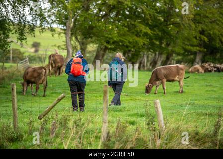 Whitewell, Clitheroe, Lancashire, Großbritannien. Oktober 2021. Wanderer, die am ersten Oktobertag vor einem vorhergesagten, unruhigen Wochenende durch ein Feld brauner Schweizer Kühe wandern, genießen schönes Wetter, Whitewell, Clitheroe, Lancashire, Großbritannien. Quelle: John Eveson/Alamy Live News Stockfoto