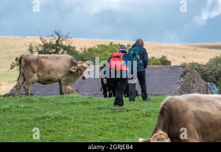 Whitewell, Clitheroe, Lancashire, Großbritannien. Oktober 2021. Wanderer, die am ersten Oktobertag vor einem vorhergesagten, unruhigen Wochenende durch ein Feld brauner Schweizer Kühe wandern, genießen schönes Wetter, Whitewell, Clitheroe, Lancashire, Großbritannien. Quelle: John Eveson/Alamy Live News Stockfoto