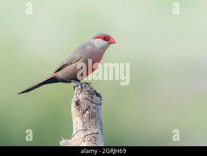 Gewöhnlicher Wachsfiguren (Estrilda astrild), männlich Stockfoto