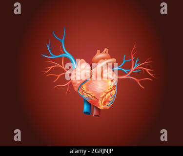 Diagramm mit menschlichem Herzen Stock Vektor