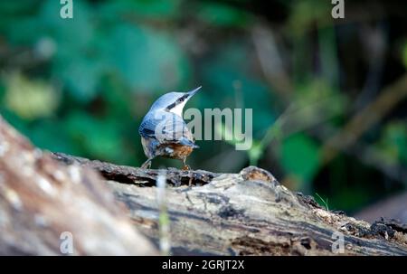 Auf einer Waldlichtung sucht man auf einer Nacktschnecken-Suche nach Nahrung Stockfoto