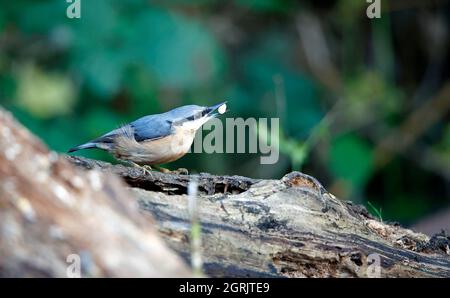 Auf einer Waldlichtung sucht man auf einer Nacktschnecken-Suche nach Nahrung Stockfoto