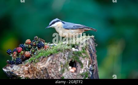 Auf einer Waldlichtung sucht man auf einer Nacktschnecken-Suche nach Nahrung Stockfoto