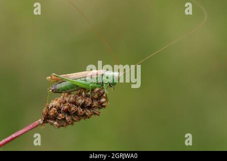 Conocephalus fuscus, ein langes geflügeltes Kegelkopfdickicht, das sich auf einer Wiese auf einer Oberseite von Pflanzensamen ruht. Stockfoto