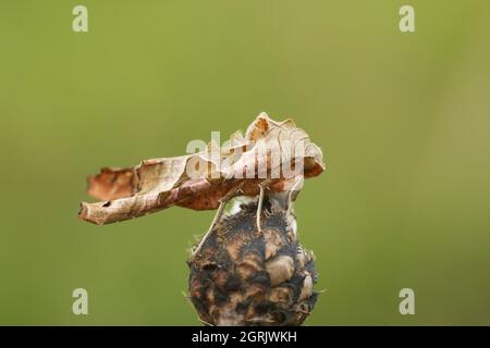 Ein Winkel schattiert Moth, Phlogophora meticulosa, die auf der Oberseite einer Pflanze roosting. Stockfoto