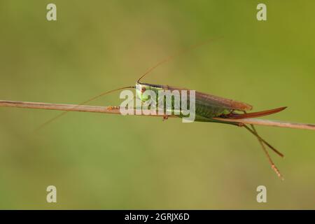 Conocephalus fuscus, ein langes geflügeltes Kegelkopfdickicht, das auf einem Pflanzenstamm auf einer Wiese ruht. Stockfoto