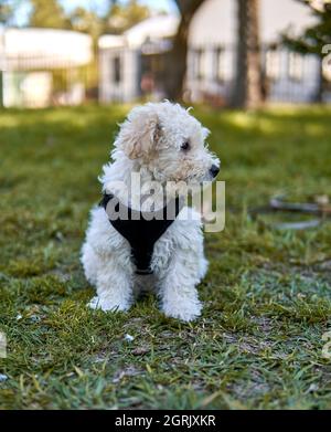 Pudel Welpe Welpe sitzt auf dem Gras in einem Park mit Blick zur Seite in einem schwarzen Geschirr. Vertikal. Im Freien Stockfoto