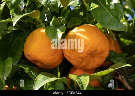 Frische saftige Grapefruits hängen draußen auf einem Baum Stockfoto