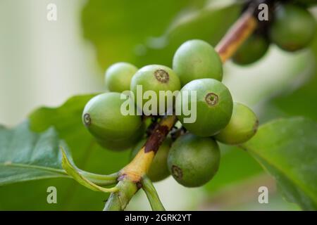 Frische grüne unreife Kaffeebohnen, die auf einer Pflanze im Freien aus nächster Nähe wachsen Stockfoto