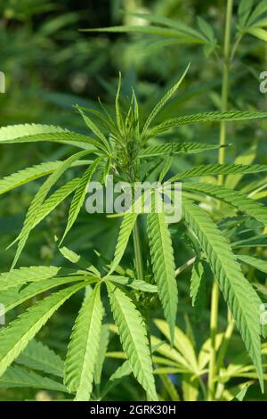 Frische grüne Cannabis Sativa Pflanze im Freien aus nächster Nähe Stockfoto