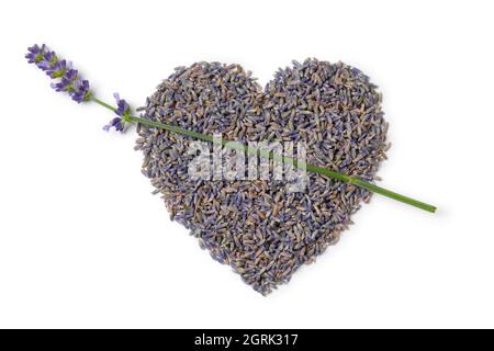 Getrocknete lila Lavendelblüten schließen sich in herzförmiger Form an und ein frischer Zweig Lavendel isoliert auf weißem Hintergrund Stockfoto