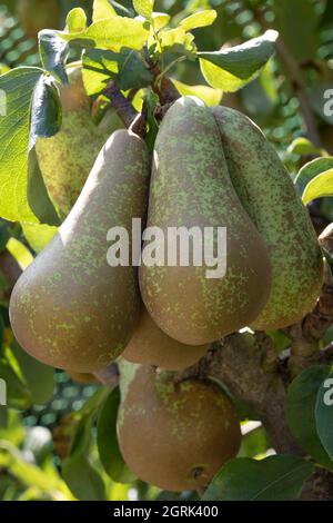 RIPE Conference Birnen hängen im Herbst aus nächster Nähe in einem Baum Stockfoto
