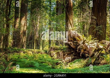 Der Kreis des Lebens. Junge Bäume wachsen auf riesigen alten toten Bäumen im Redwood National Park, Kalifornien Stockfoto