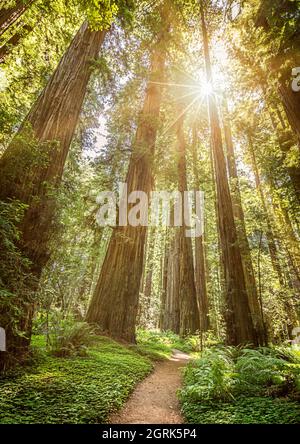 Die Sonne scheint durch die riesigen Redwood-Bäume im Nationalpark Stockfoto
