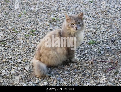 Streunende Katze in einer Fahrstraße. Stockfoto