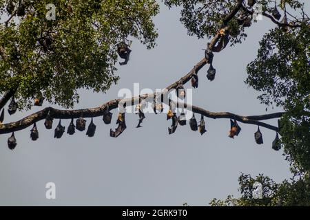 Flughunde fliegen in den Royal Botanic Gardens in der Nähe von Kandy, Sri Lanka Stockfoto