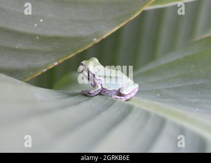 Babyfrosch auf einem Blatt sitzend. Stockfoto
