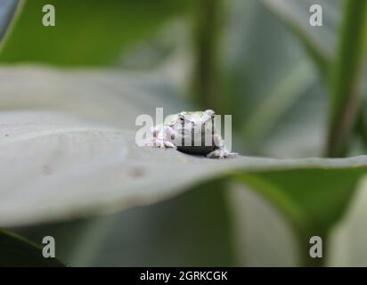 Vorderansicht eines Froschbabys. Stockfoto