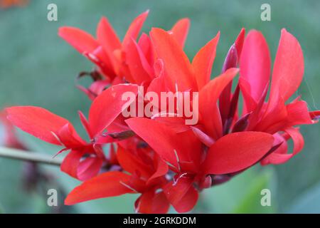 Blühende rote Cannas Lilie blühen. Stockfoto