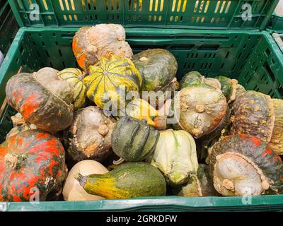 Verschiedene Arten von dekorativen Kürbissen in einem Vorratsbehälter. Nahaufnahme, selektiver Fokus. Halloween und Thanksgiving Konzept Stockfoto