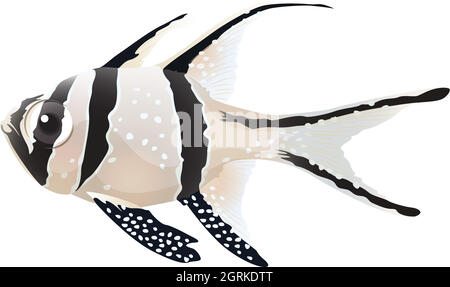 Banggai-Kardinalfisch Stock Vektor
