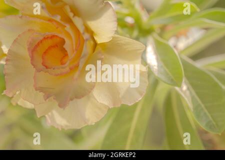 Adenium-Blüten oder japanische Frangipani, die gelblich-weiße Blüten haben Stockfoto