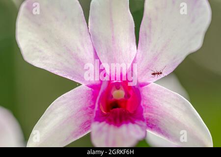 Eine Orchidee, die die Art von dendrobium nobile hat, mit einer Ameise auf einem der Blütenblätter Stockfoto