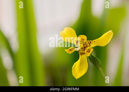 Gelbe Iris blühen vor einem verschwommenen grünen Laubhintergrund Stockfoto