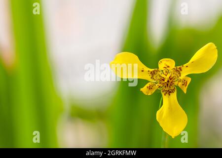 Gelbe Iris blühen vor einem verschwommenen grünen Laubhintergrund Stockfoto