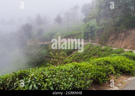 Nebel über Teegärten in der Nähe von Haputale, Sri Lanka Stockfoto