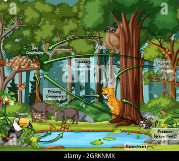 Diagramm mit Nahrungsnetz im Regenwald Stock Vektor