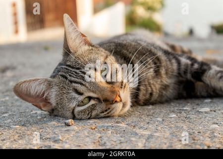 Porträt einer einträgerigen Katze mit Sonnenuntergang Licht. Stockfoto