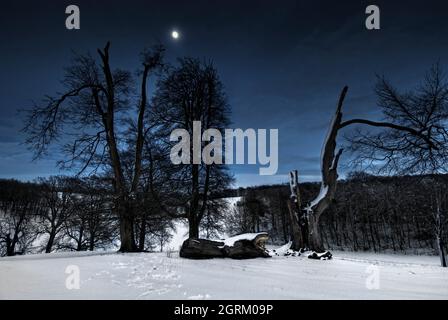 Schneebedeckte Szene eines alten gebrochenen Baumes, aufgenommen vom Cotswold Way in der Nähe von Old Sodbury, Großbritannien im Winter Stockfoto