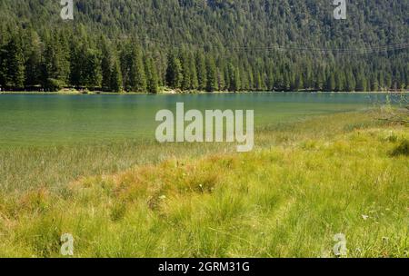 Kleines Schilf am Anfang des sumpfigen Teils des Toblacher Sees Stockfoto